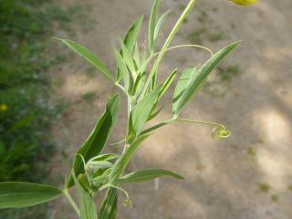 VTax682.ExN.Img33