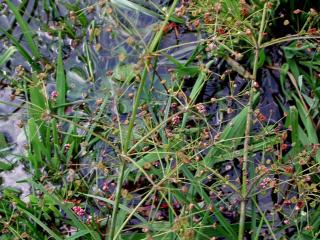 VTax4767.Ex4.Img1