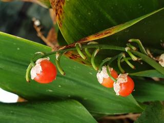 VTax3588.Ex1.Img1