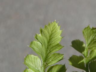 VTax43.Ex2.Img5