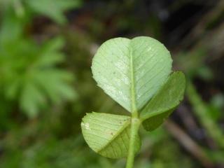 VTax786.Ex1.Img4