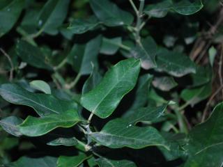  VTax2292.ExN_.Img31.jpg
