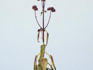 VTax297.ExN.Img15