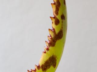 VTax297.ExN.Img68