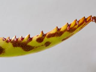 VTax297.ExN.Img69