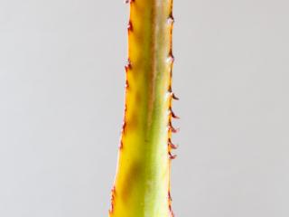 VTax297.ExN.Img71