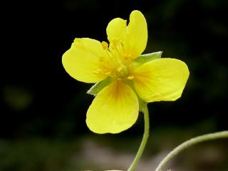 VTax447.Ex1.Img1