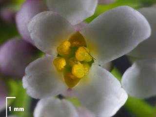 Img.VTax1146.Ex1.Img3