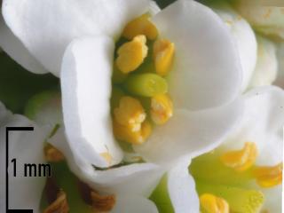 Img.VTax1149.Ex1.Img1