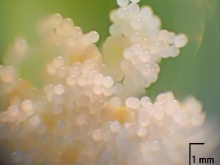 Img.VTax1337.Ex2.Img7
