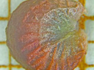 Img.VTax1339.Ex2.Img1