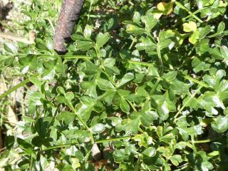 Img.VTax1617.Ex2.Img1