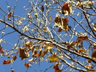 Img.VTax1645.Ex1.Img1