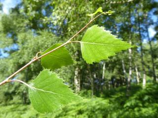 Img.VTax1645.Ex1.Img5