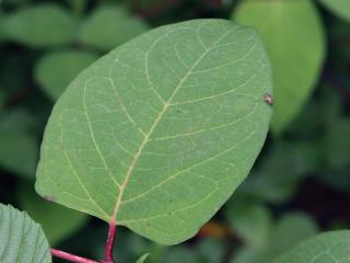 Img.VTax1811.Ex1.Img3