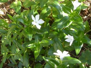 Img.VTax2289.Ex1.Img5
