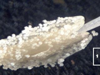Img.VTax2302.Ex1.Img8