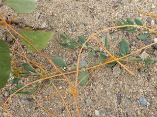 Img.VTax2311.Ex1.Img6