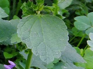 Img.VTax2437.Ex3.Img6