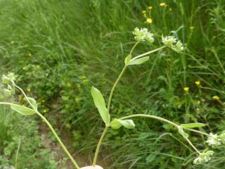 Img.VTax2882.Ex1.Img1