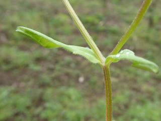Img.VTax2882.Ex1.Img7