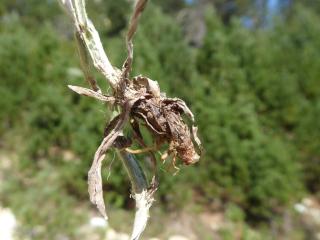 Img.VTax3029.Ex2.Img3