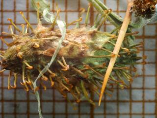 Img.VTax3075.Ex4.Img3