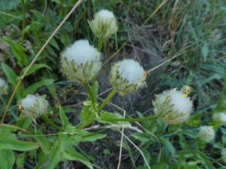 Img.VTax3394.Ex1.Img3