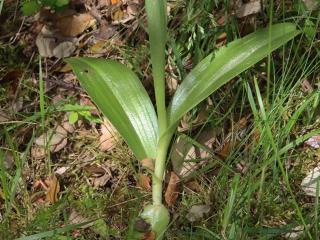 Img.VTax4247.Ex1.Img3
