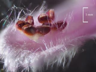 Img.VTax4387.Ex1.Img1