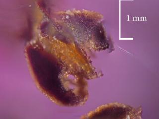 Img.VTax4387.Ex1.Img3