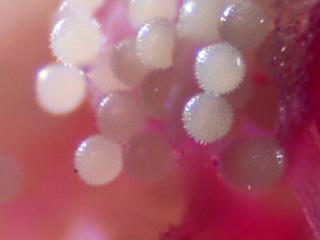Img.VTax4590.Ex1.Img10