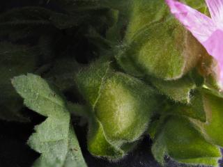 Img.VTax4590.Ex1.Img7