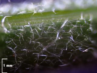 Img.VTax4590.Ex1.Img8