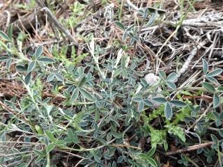 Img.VTax593.Ex2.Img9