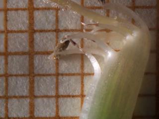 Img.VTax637.Ex1.Img7
