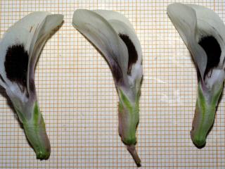 Img.VTax637.Ex1.Img8