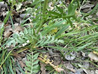 Img.VTax997.Ex2.Img6