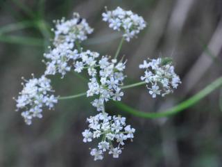 Img.Vtax1539.Ex3.Img3