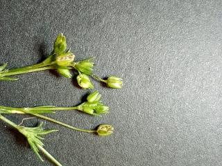 VTax1936.Ex1.Img3