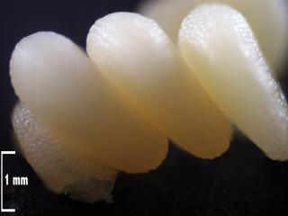 VTax2035.Ex2.Img9