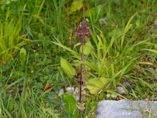 VTax2442.Ex5.Img4