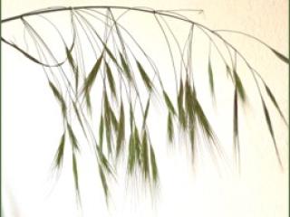 VTax3957.Ex1.Img2
