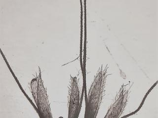 VTax4081.Ex1.Img1