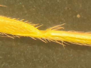 VTax4127.Ex1.Img1