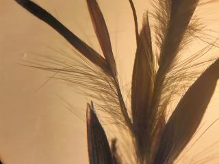 VTax4203.Ex4.Img1