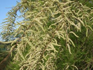 VTax1268.imgprincipal