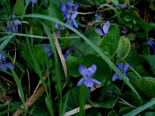 VTax1286.imgprincipal