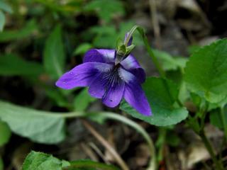 VTax1297.imgprincipal