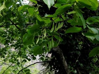 VTax1352.imgprincipal